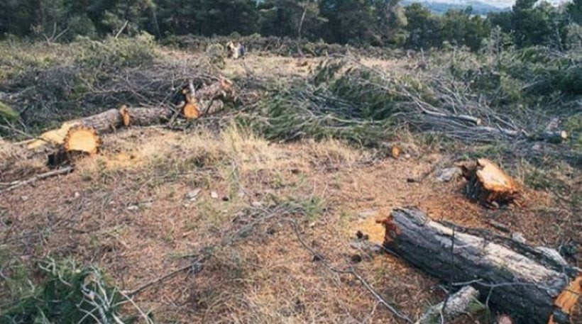 Αλβανοί λαθροϋλοτόμοι με άλογα λυμαίνονται τα δάση της Καστοριάς!